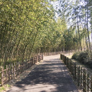 湖岸緑地公園の竹林